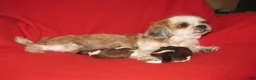 Shih Tzu dogs for sale: Shih Tzu Puppy 1 - Ad 4