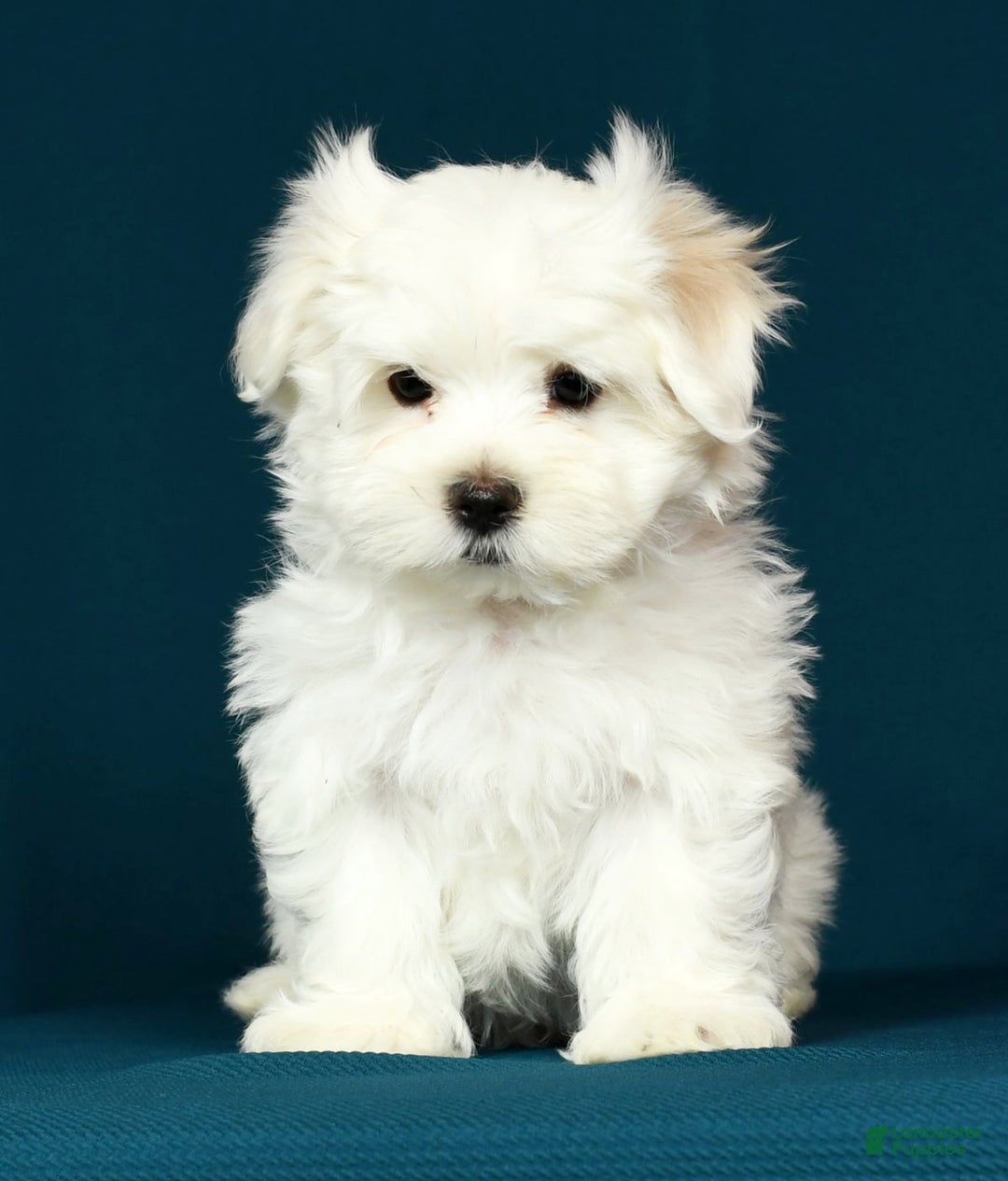 Maltese dogs for sale: Mason - Ad 6