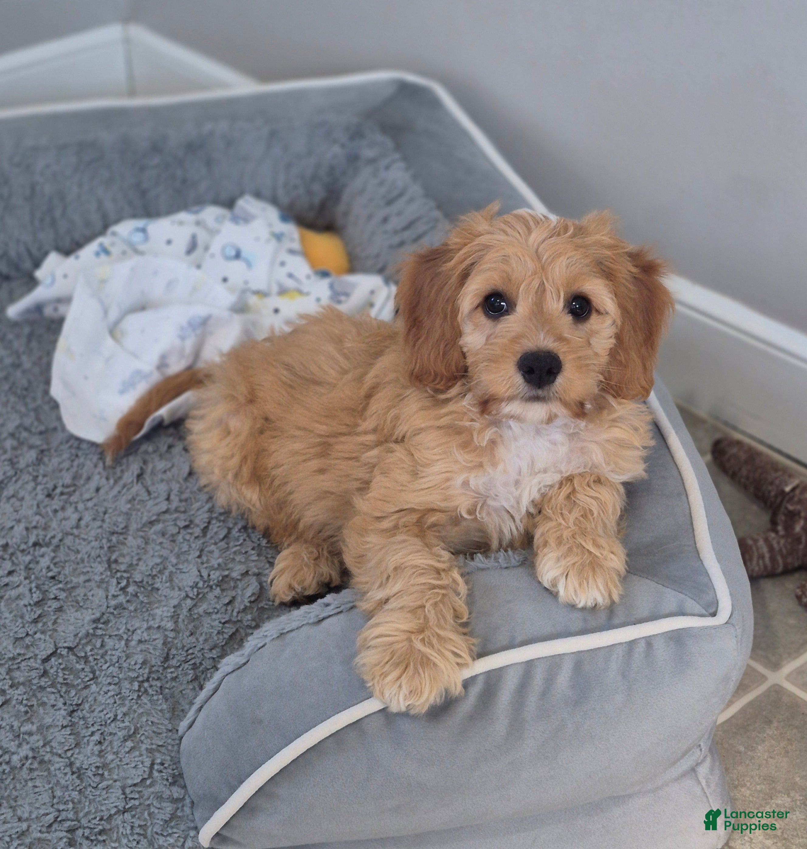 Cockapoo dogs Joey - Ad 2