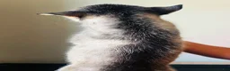 Siberian Husky dogs for sale: Siberian Husky 3 Asher - Ad 3