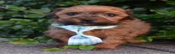 Shihpoo dogs for sale: TINY SAM - Ad 5