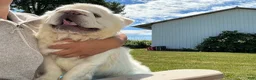 French Bulldog dogs for sale: Snow King Big Rope Fluffy - Ad 1