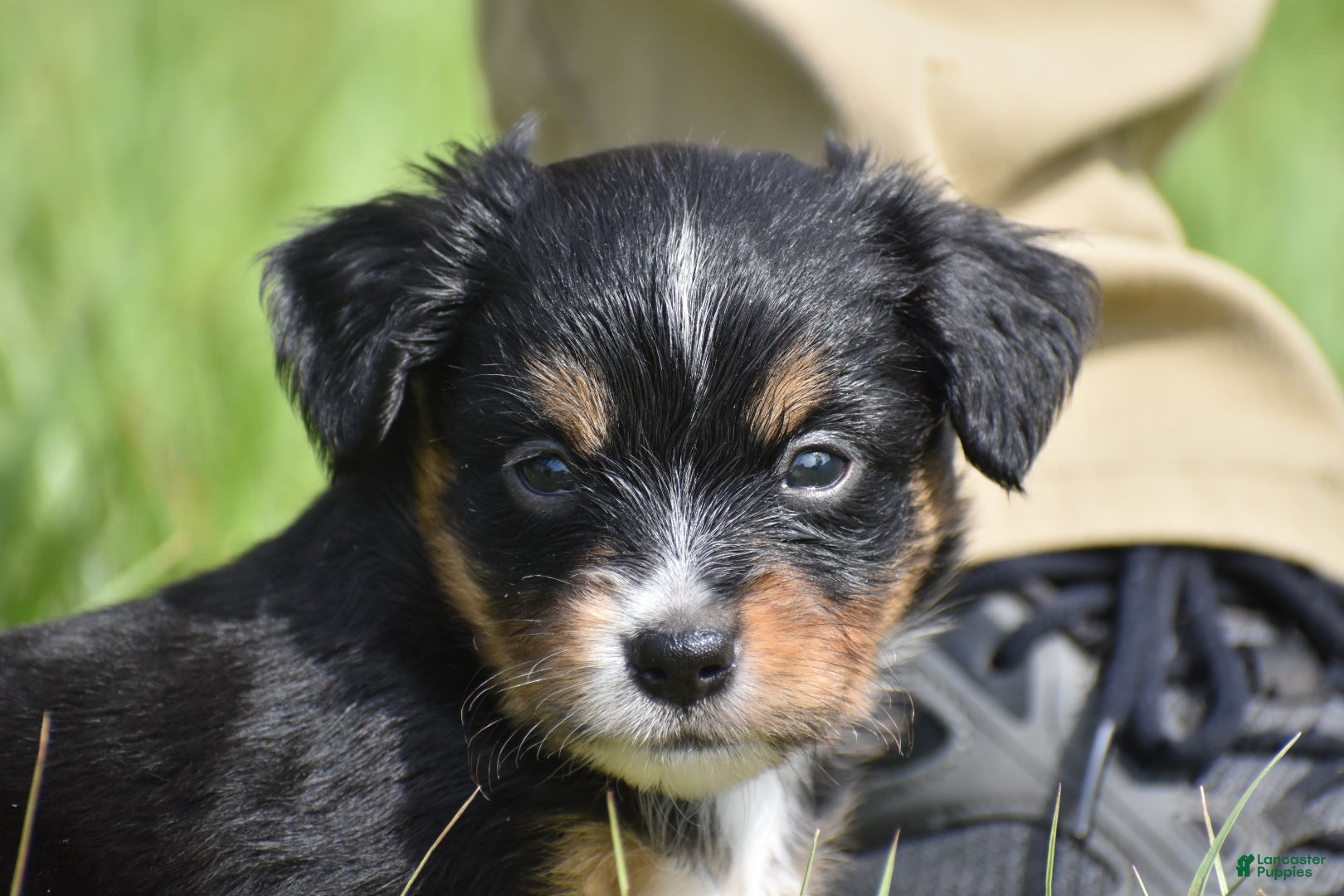 Toy Australian Shepherd dogs for sale: Toy Australian Shepherd Puppy 1 - Ad 1