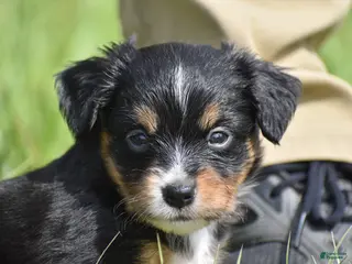 Toy Australian Shepherd dogs Toy Australian Shepherd Puppy 1 - Ad 2