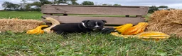 Boston Terrier dogs for sale: Glacier - Ad 6