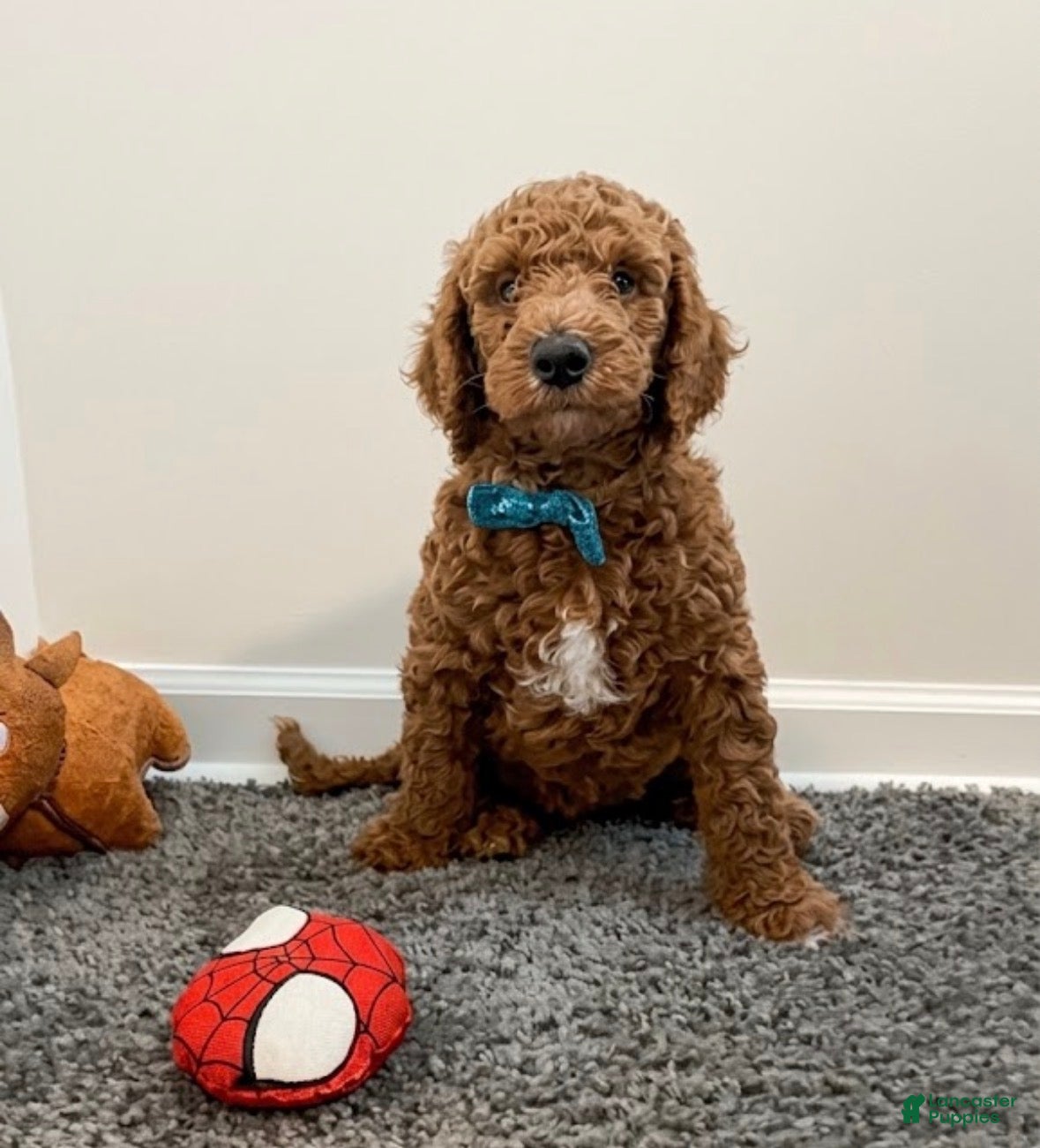 Goldendoodle dogs for sale: Brunson  - Ad 2