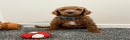 Goldendoodle dogs for sale: Brunson  - Ad 1