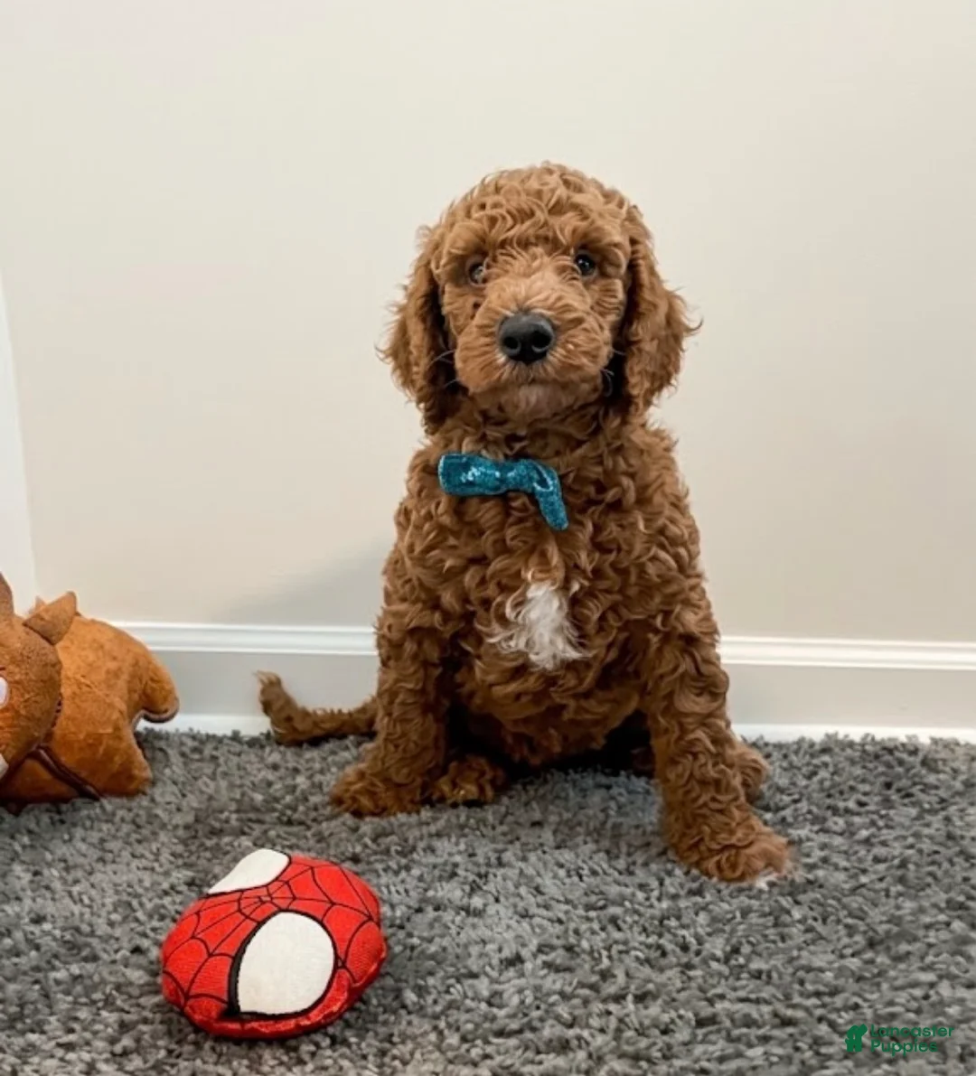 Goldendoodle dogs for sale: Brunson  - Ad 1