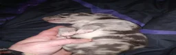 Daniff dogs for sale: NEEKO-Daniff Puppy 4 - Ad 3