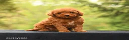 Toy Poodle dogs for sale: Alex - Ad 3