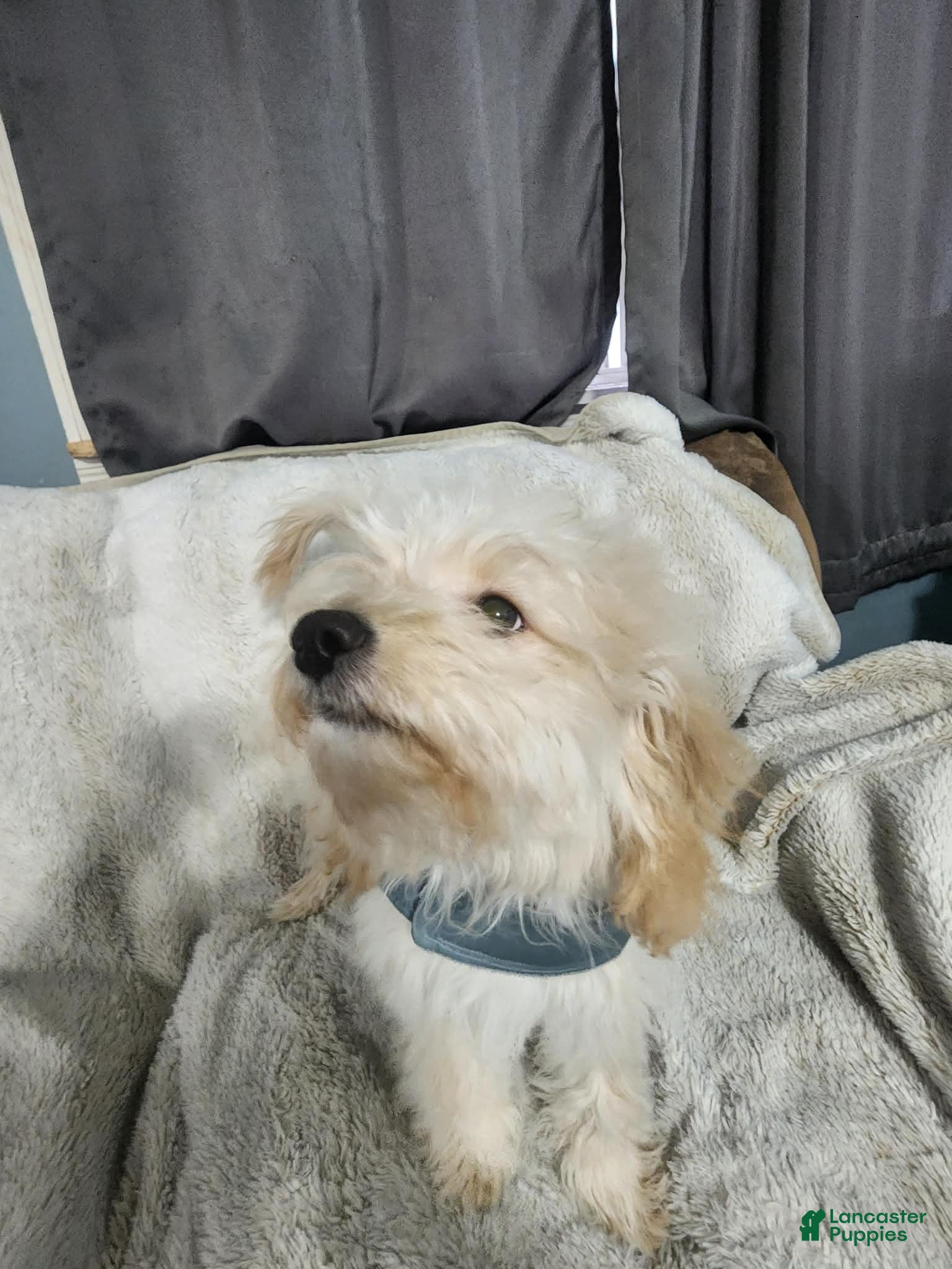 Pomapoo dogs Simba - Ad 34