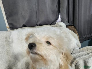 Pomapoo dogs Simba - Ad 34