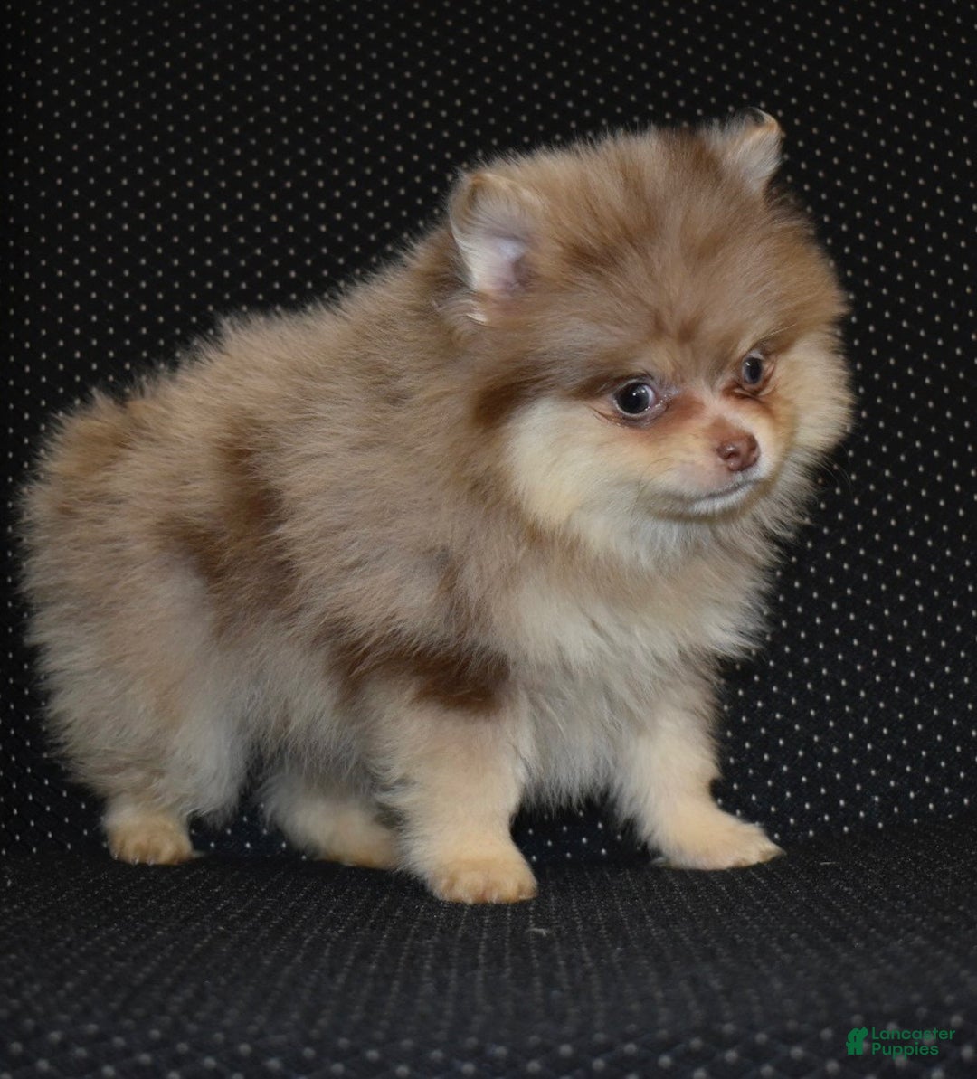 Pomeranian dogs for sale: Romeo lilac Merle puppy - Ad 2