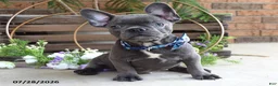 Mixed Breed dogs for sale: Kingston - Ad 8
