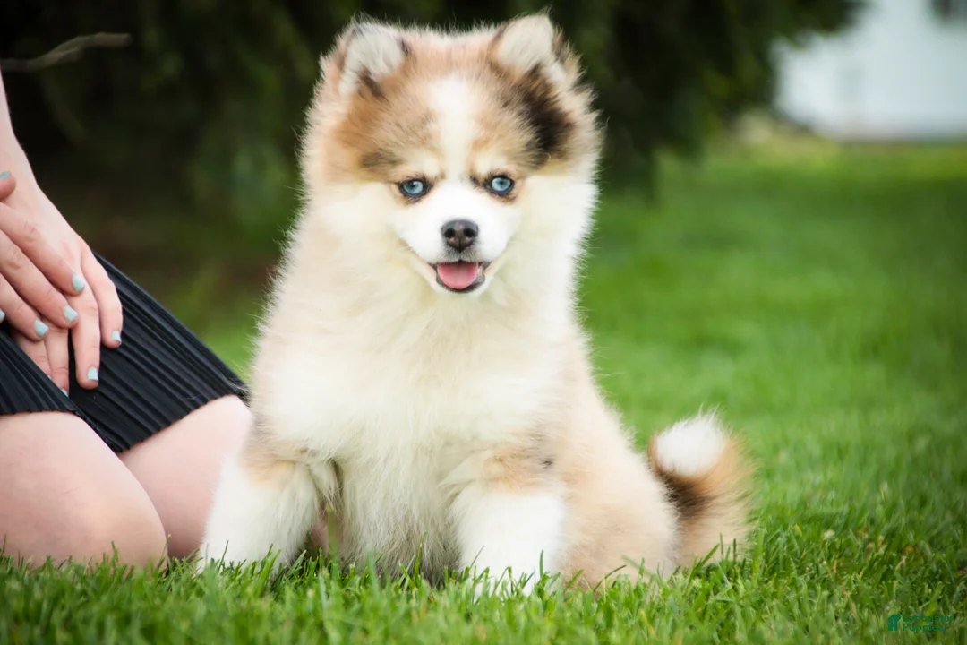 Pomsky dogs for sale: Sebastian - Ad 1