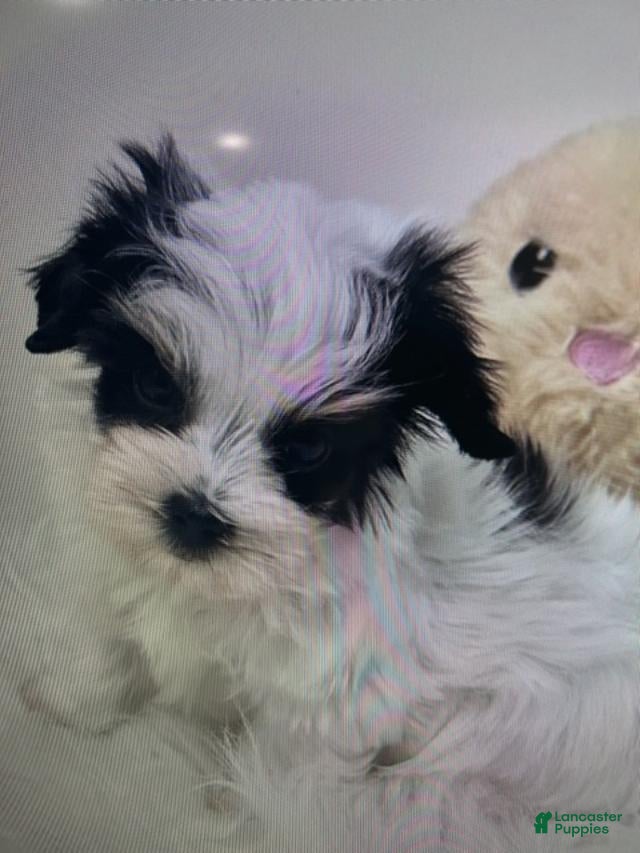 Morkie dogs Morkie Puppy 2 - Ad 8