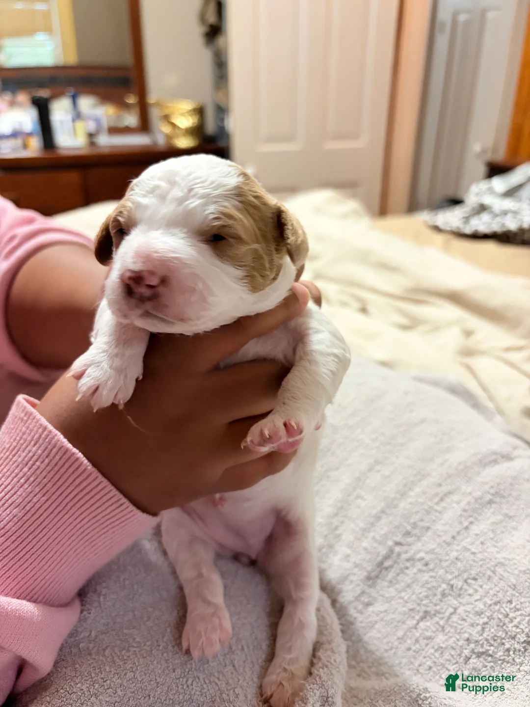 Mini Goldendoodle dogs for sale: Mini Goldendoodle Puppy 5 - Ad 1