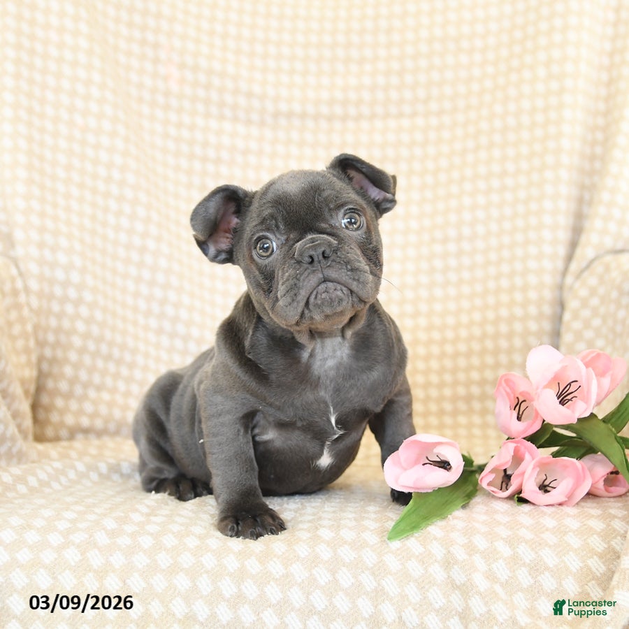 French Bulldog dogs Joy - Ad 1