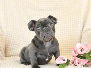 French Bulldog dogs for sale: Joy - Ad 2