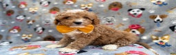 Cavapoo dogs for sale: Jag - Ad 5