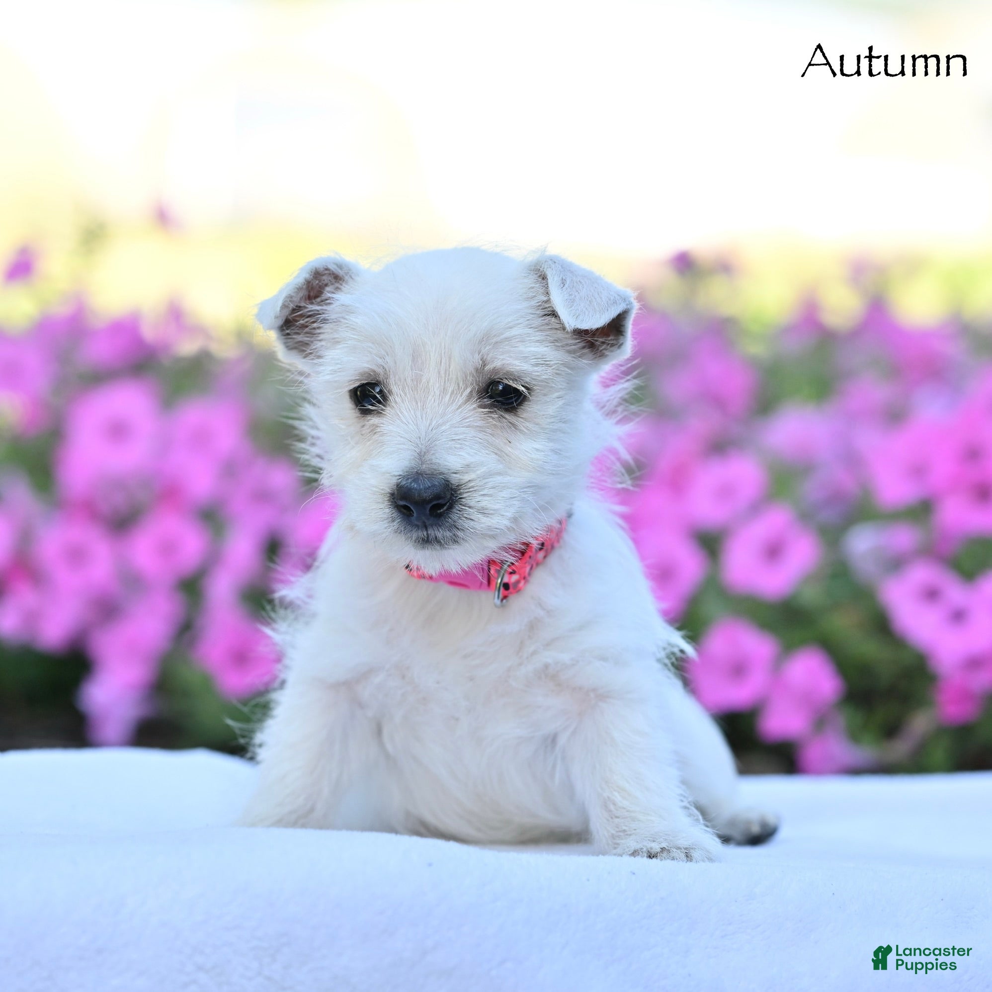 West Highland Terrier dogs Autumn  - Ad 2