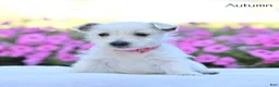 West Highland Terrier dogs for sale: Autumn  - Ad 2