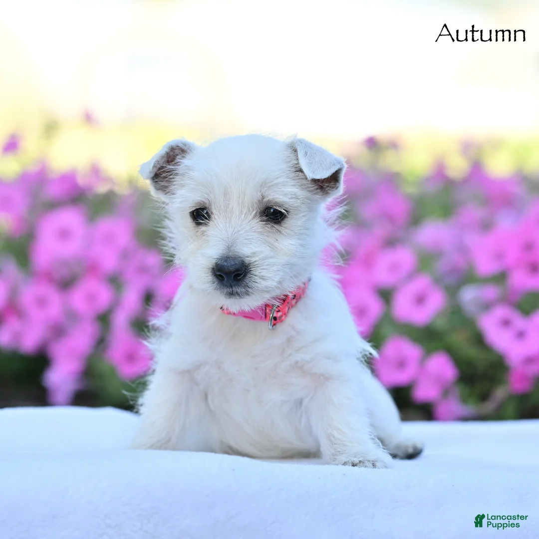 West Highland Terrier dogs for sale: Autumn  - Ad 2