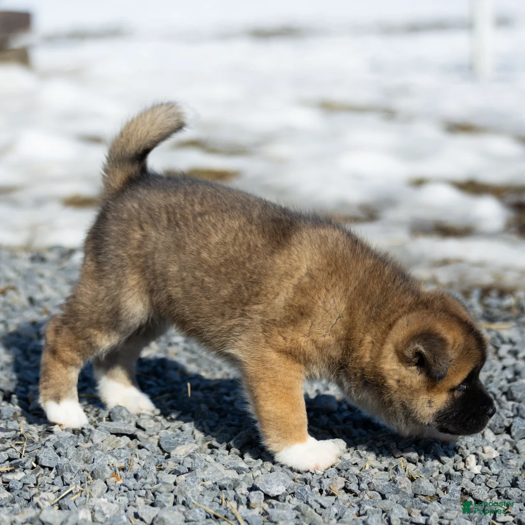 Akita dogs for sale: Felix Akita Puppy  - Ad 2