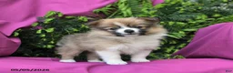 Pomeranian dogs for sale: Lucky - Ad 3
