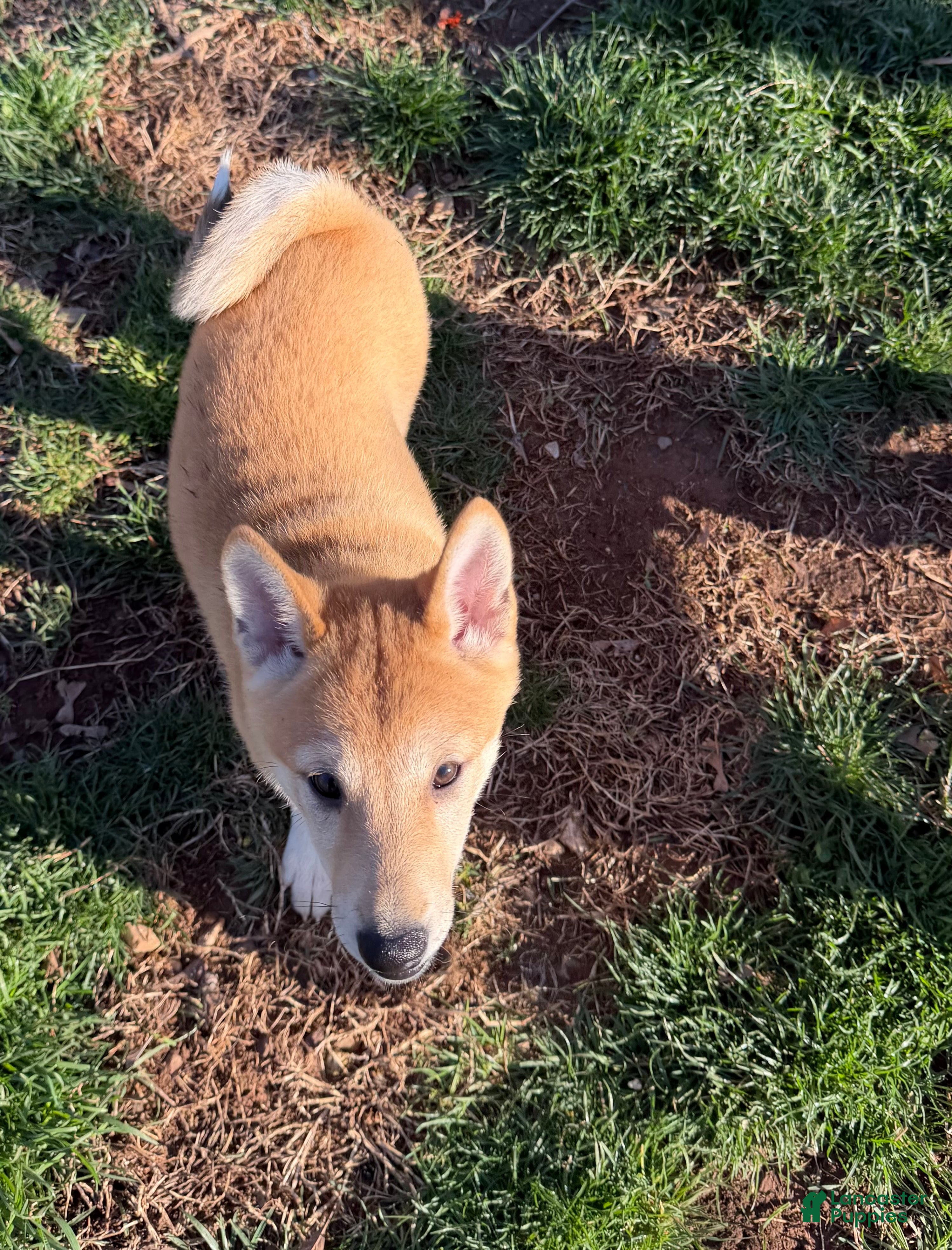 Shiba Inu dogs Nala - Ad 1