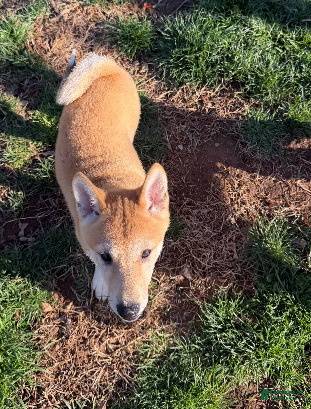 Shiba Inu dogs for sale: Nala - Ad 1