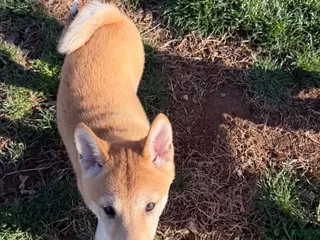 Shiba Inu dogs for sale: Nala - Ad 2