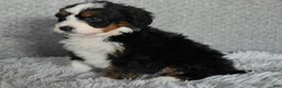 Mini Bernedoodle dogs for sale: Hayley - Ad 3