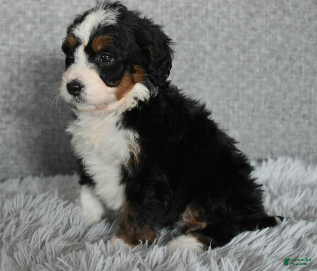 Mini Bernedoodle dogs for sale: Hayley - Ad 3