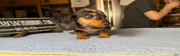 Miniature Dachshund dogs for sale: AKC Russian import - Ad 8