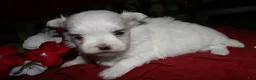 Maltese dogs for sale: Mable - Ad 15