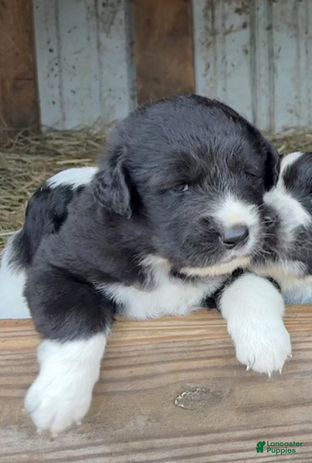 Mixed Breed dogs for sale: Thing - Ad 4