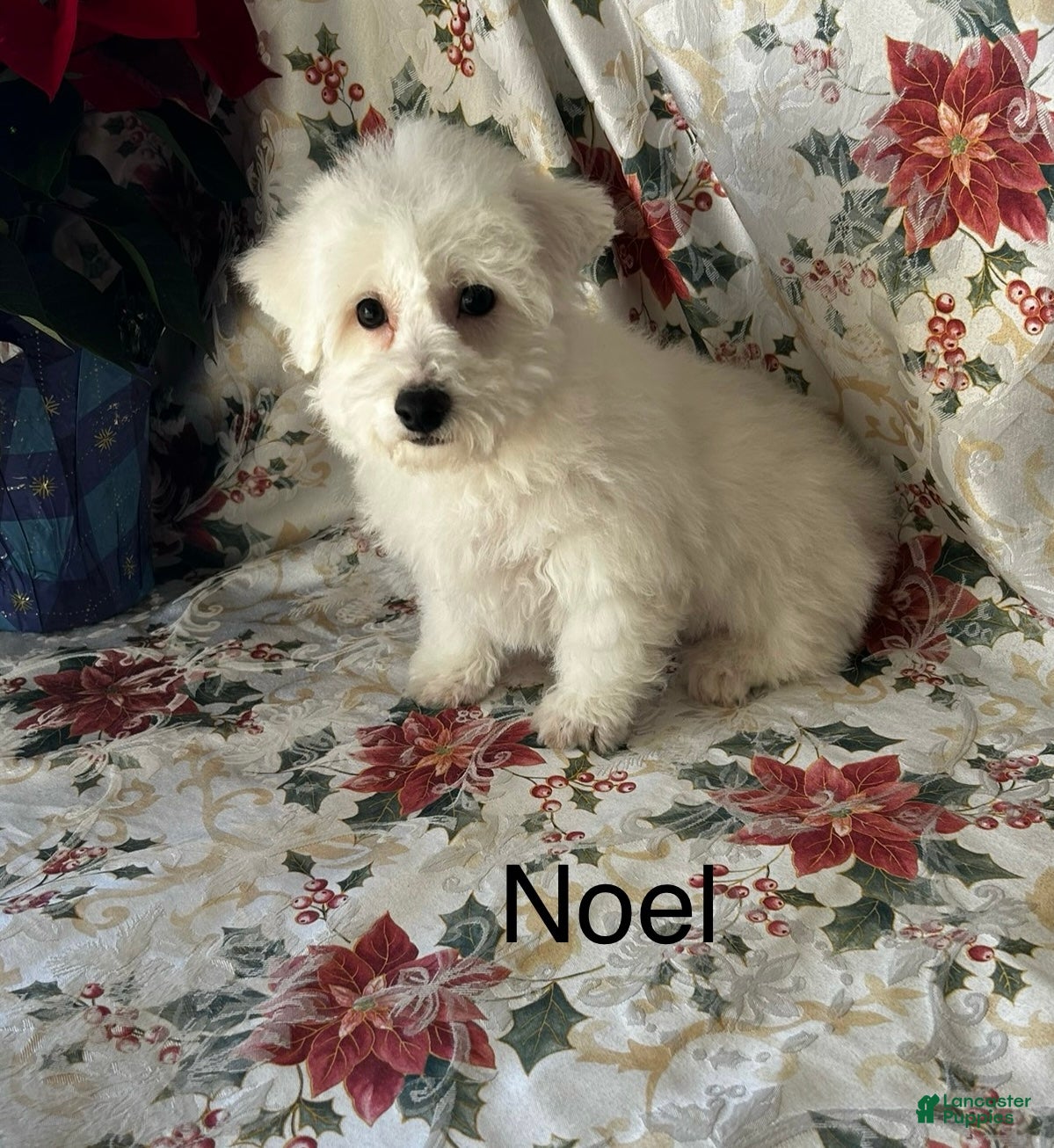 Bichon Frise dogs Bichon Frise Puppy 2 - Ad 19