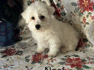 Bichon Frise dogs Bichon Frise Puppy 2 - Ad 14