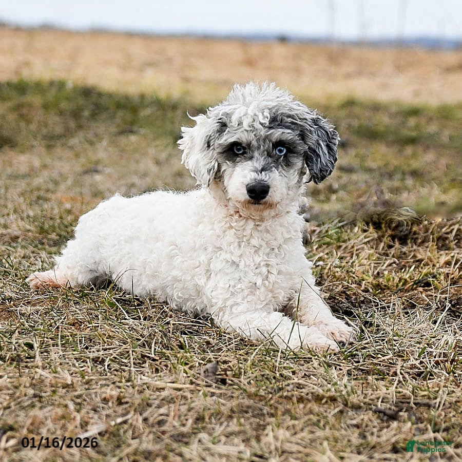 Miniature Poodle dogs Marble - Ad 39