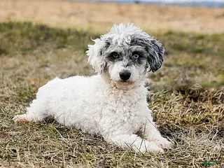 Miniature Poodle dogs Marble - Ad 36