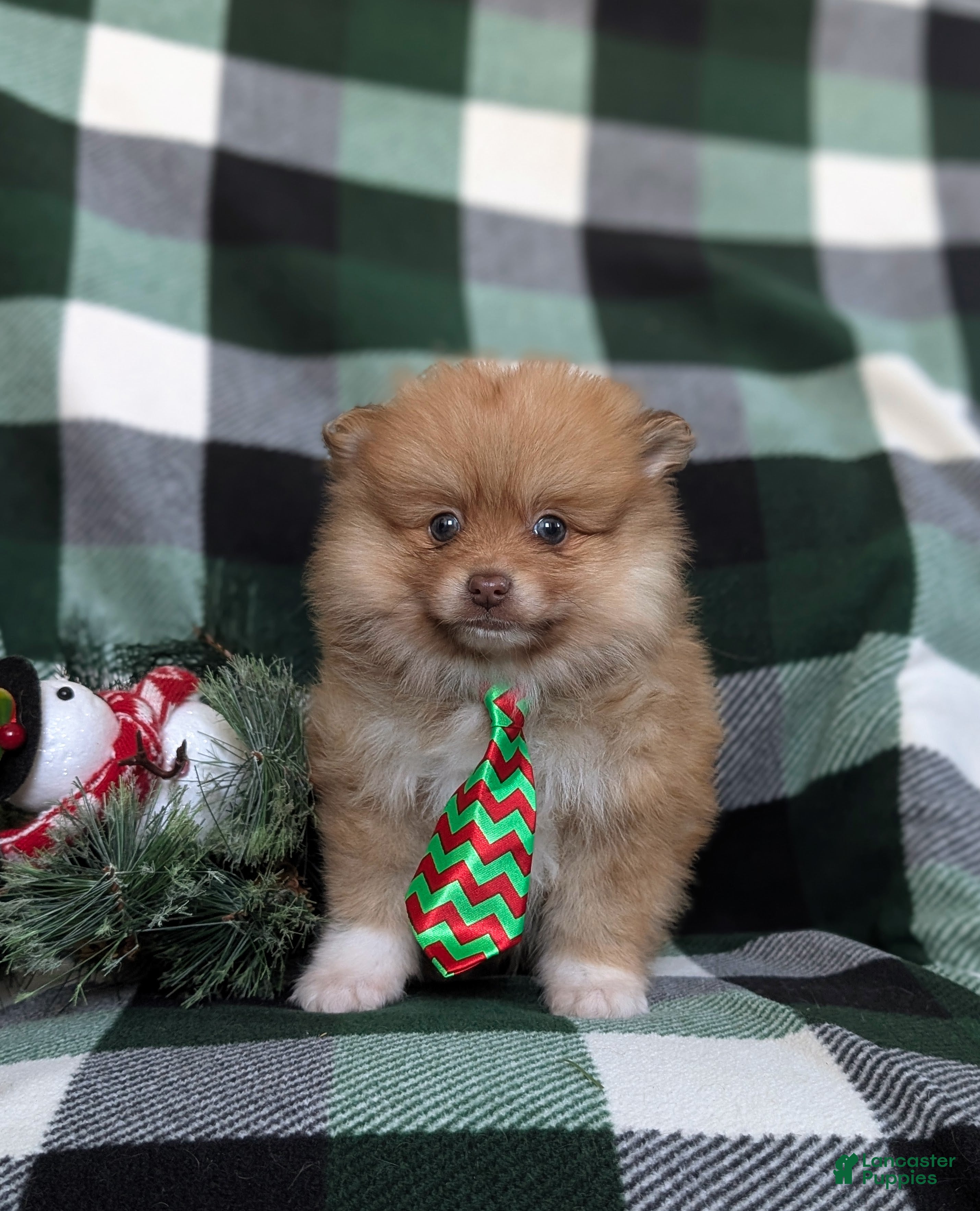 Pomeranian dogs Cabe - Ad 32