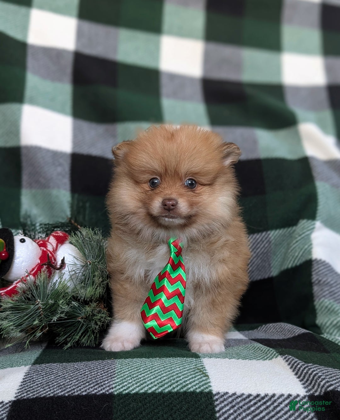 Pomeranian dogs for sale: Cabe - Ad 1