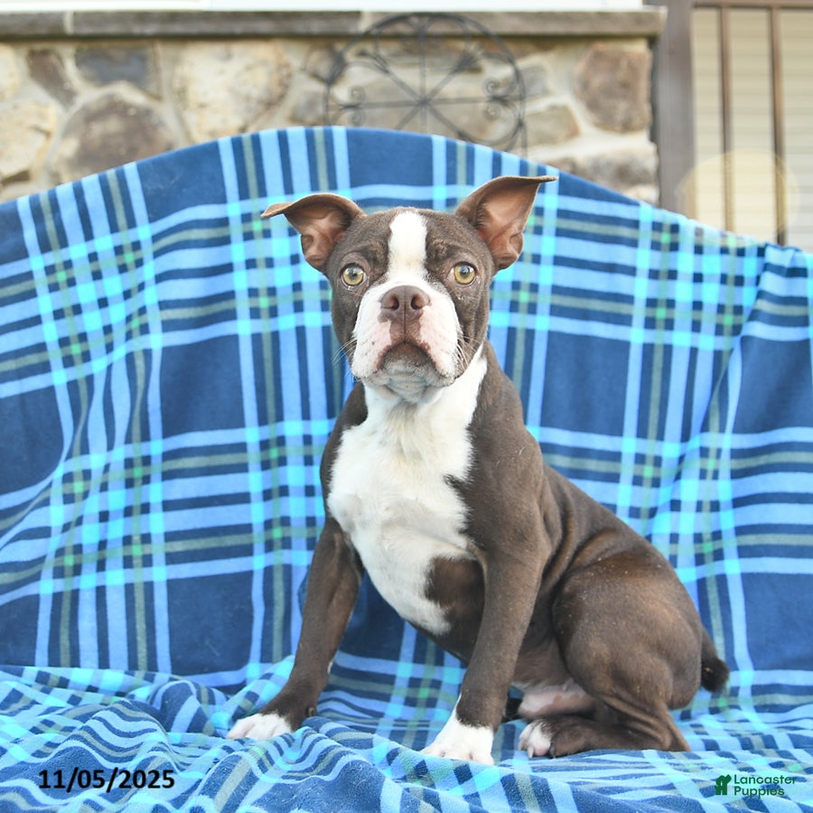 Boston Terrier dogs Scout - Ad 23