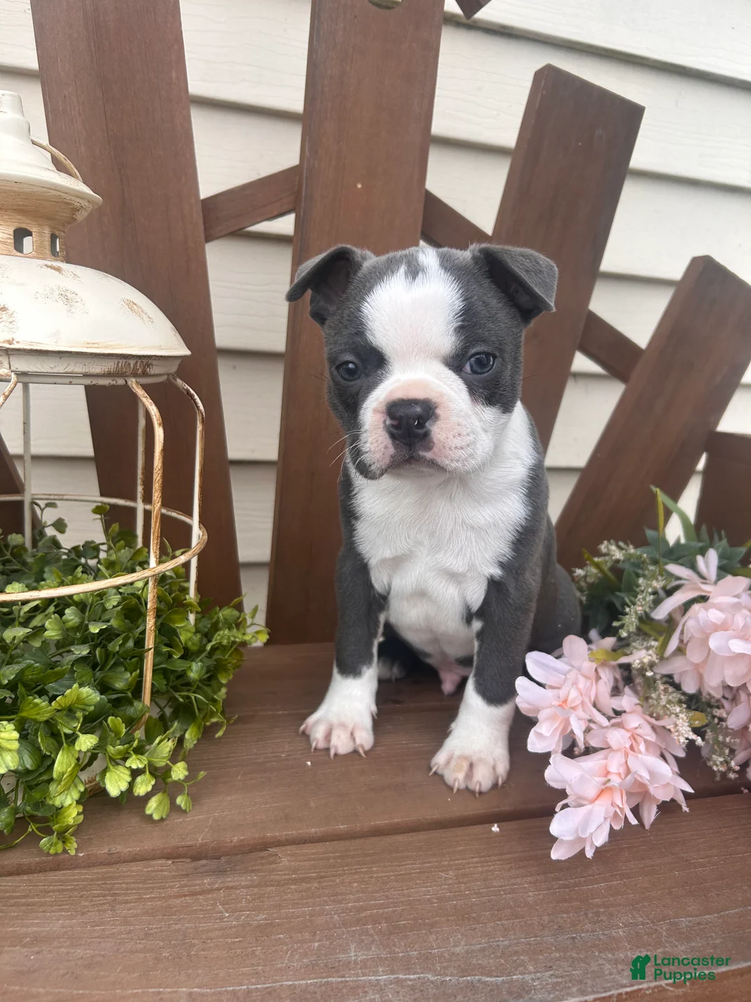 Boston Terrier dogs for sale: Manny  - Ad 1