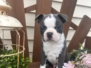 Boston Terrier dogs for sale: Manny - Ad 3