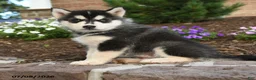Pomsky dogs for sale: Ace - Ad 3