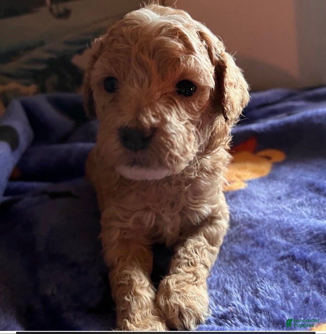 Mini Goldendoodle dogs for sale: Chevy  - Ad 1