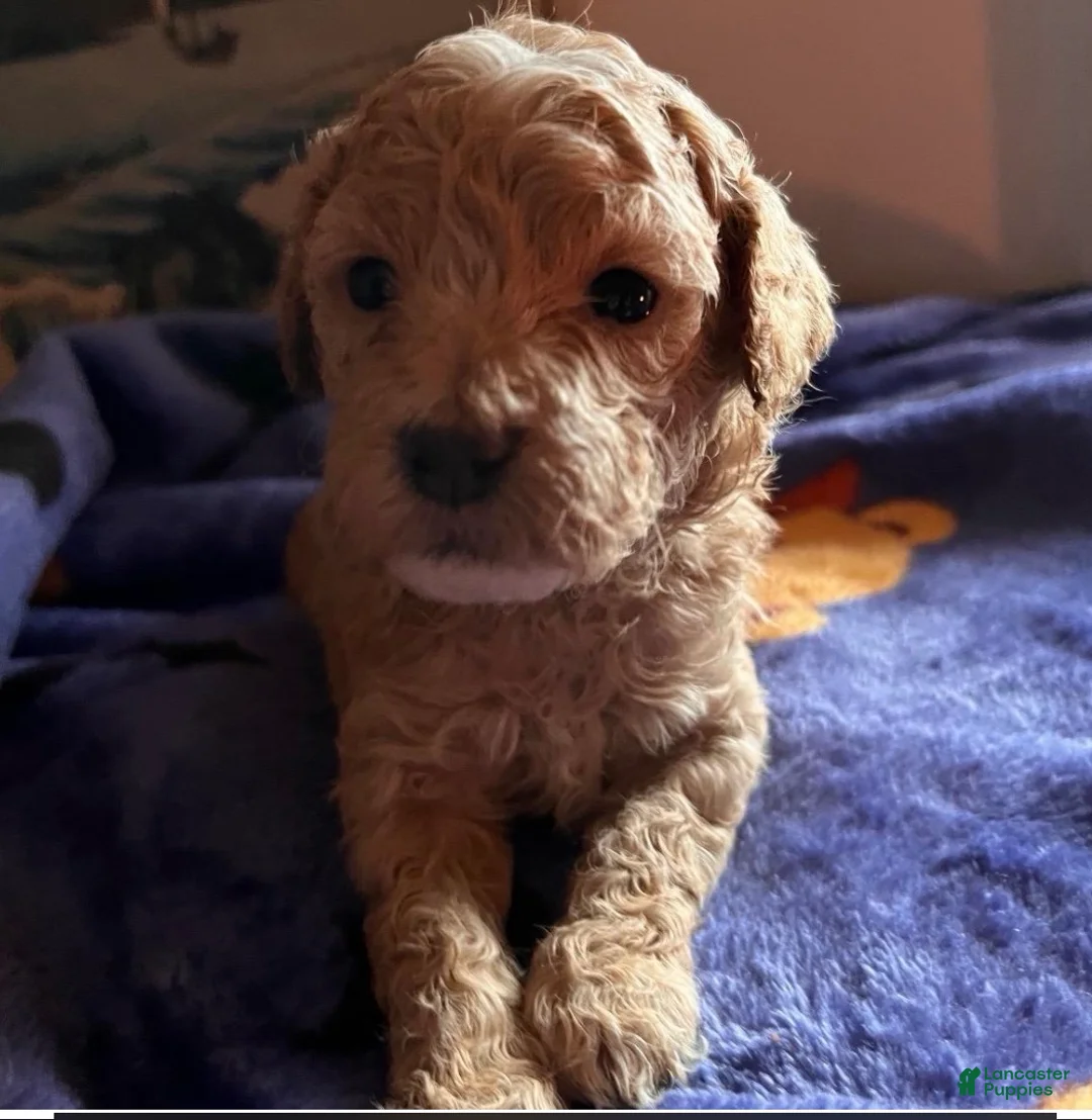 Mini Goldendoodle dogs for sale: Chevy  - Ad 1