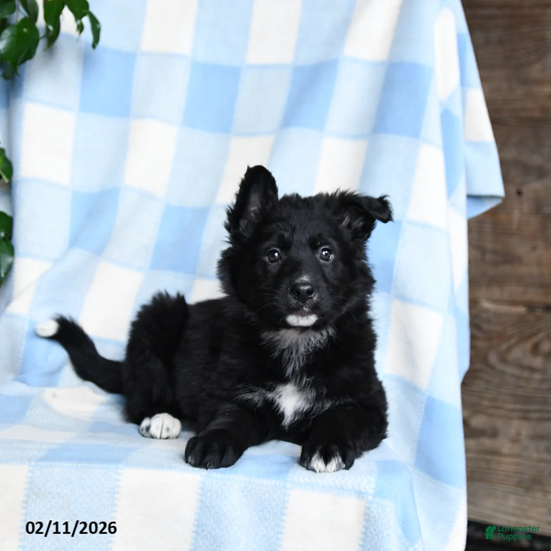 Mixed Breed dogs for sale: Brandy - Ad 3